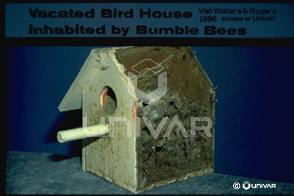 Bumblebee Nest in Birdhouse