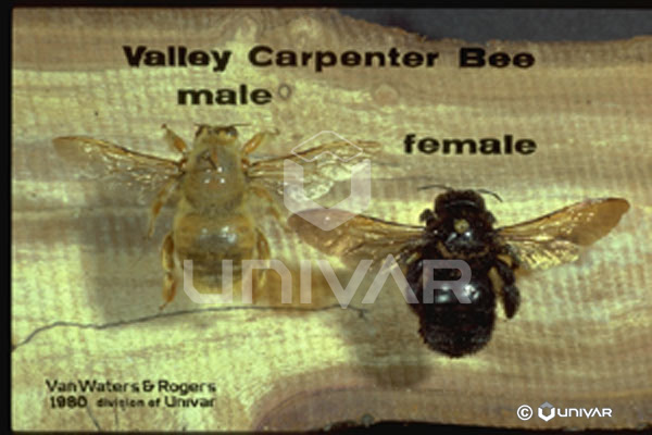Carpenter Bee Male and Female Comparison