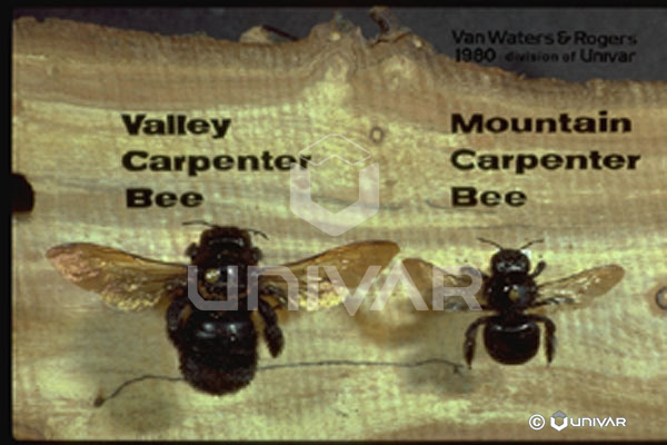 Carpenter Bee Male and Eastern and Western Comparison