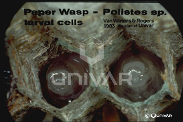 Paper Wasp Larval Cells