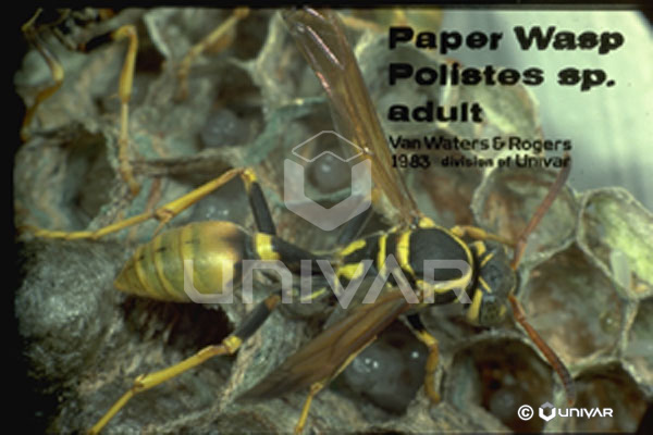 Paper Wasp Adult