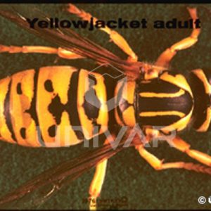 Yellowjacket Adult