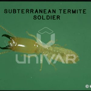 Subterranean Termite Soldier