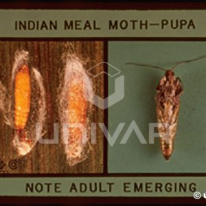 Indian Meal Moth Pupa