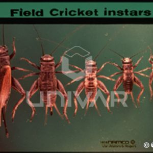 Field Cricket Instars