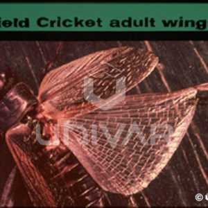 Field Cricket Wings
