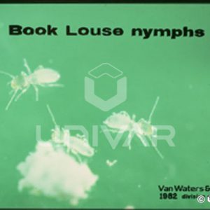 Book Louse Nymphs
