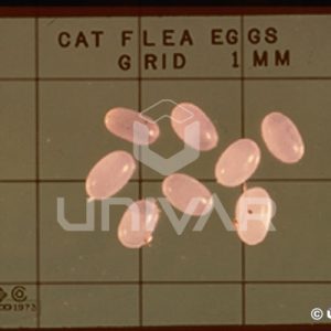 Cat Flea Eggs