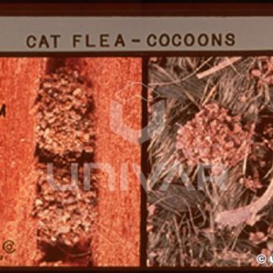Cat Flea Cocoons