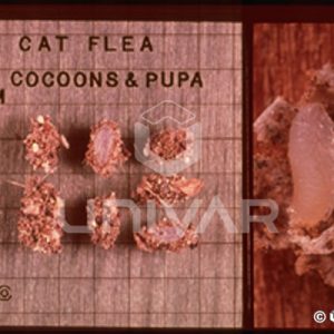 Cat Flea Cocoons & Pupa