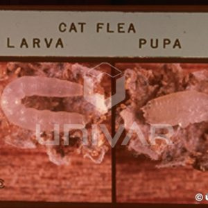 Cat Flea Larva & Pupa