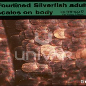 Silverfish Scales