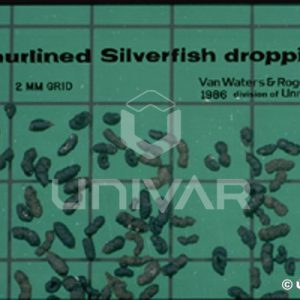Silverfish Droppings