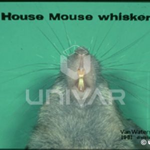 House Mouse Whiskers