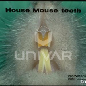 House Mouse Teeth
