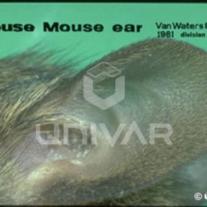 House Mouse Ear
