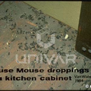 House Mouse Droppings