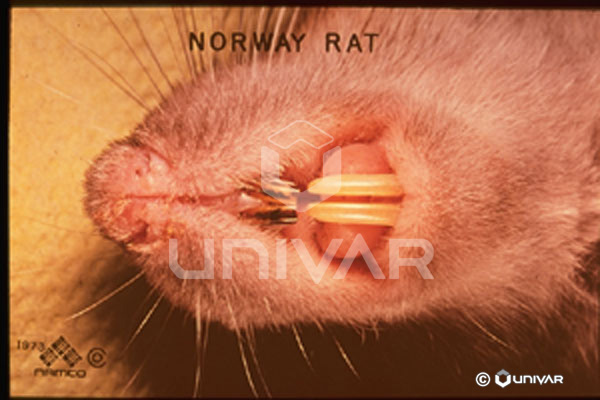 Norway Rat Teeth