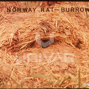 Norway Rat Burrow
