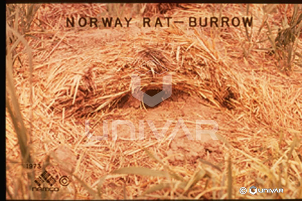 Norway Rat Burrow