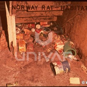 Norway Rat Habitat