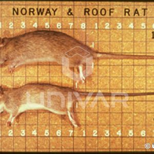 Norway & Roof Rat