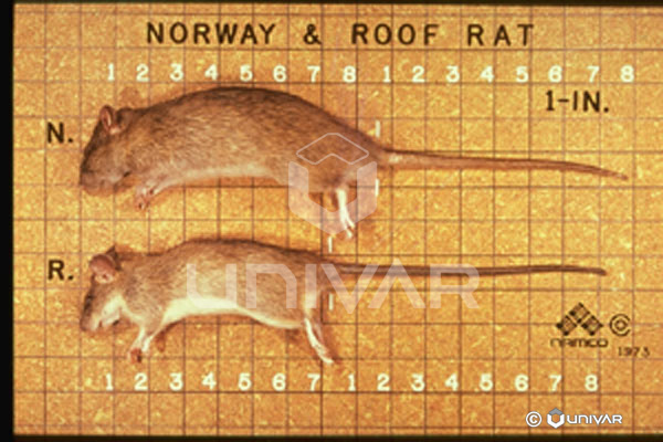 Norway & Roof Rat