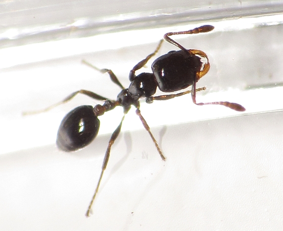 Little Black Ant photo by Ben Coulter, http://bugguide.net/node/view/XXX photo by XXX, http://bugguide.net/node/view/629611