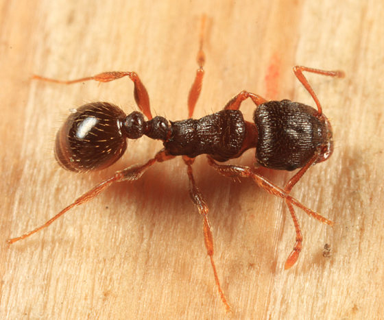 Pavement Ant photo by Tom Murray, http://bugguide.net/node/view/261303