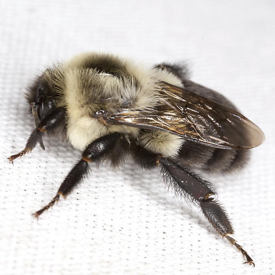 Bumblebee photo by Robert Lord Zimlich, http://bugguide.net/node/view/795116