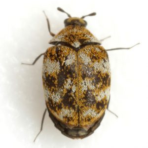 Carpet Beetle - Central Exterminating Co.