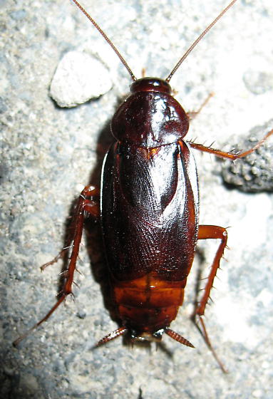Oriental Cockroach photo by Ken Schneider, http://bugguide.net/node/view/321760