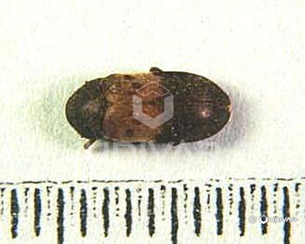 Larder Beetle Top