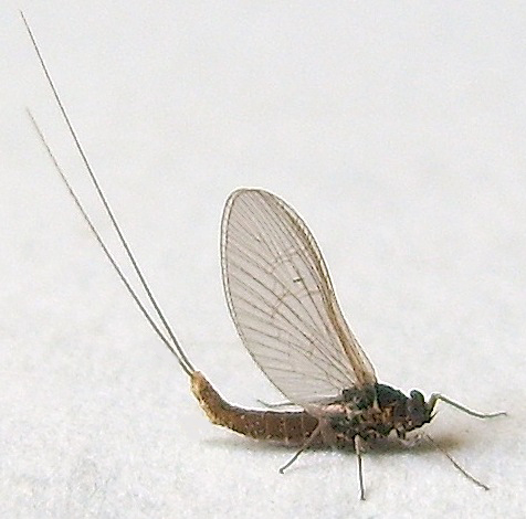 Mayfly photo by Jim Moore, http://bugguide.net/node/view/537840