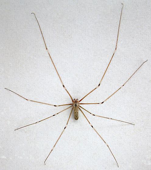 long bodied cellar spider male or female