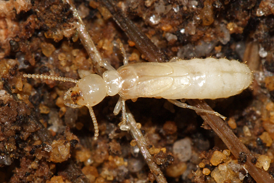 Termite photo by tom murray, http://bugguide.net/node/view/234630